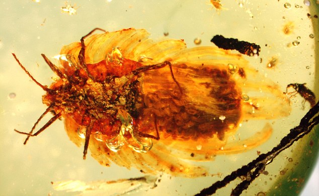 The waxy ball like shapes on the abdomen of this 100 million year old insect Wathondra kotejai contain eggs and hatched nymphs and is thought  to be the earliest example of parental care in insects yet discovered
