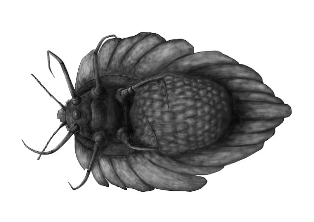 This drawing of a brooding female Wathondara kotejai shows the ovisac containing the brood and eggs coated in a wax covering as a lumpy mass on the main part of the insects body. Amber makes it almost transparent