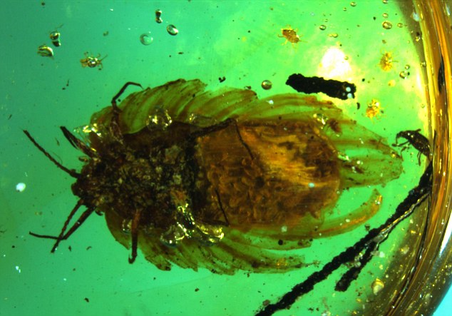 Researchers believe Wathondara kotejai (above) may be one of the earliest insects to care for its young