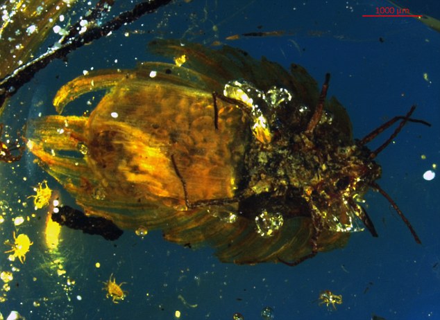 Tiny hatched nymphs can be seen scattered aaround the mother insect's body in the amber in the image above
