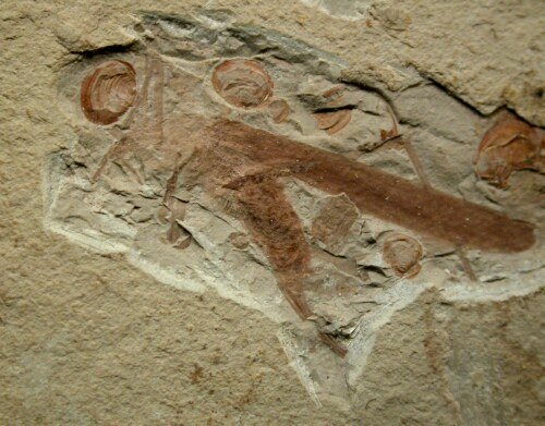 Student finds 120 million year old rare fossil