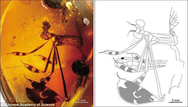 Three male damselflies locked in a courtship battle have been found frozen in time in a piece of ancient amber (left). The insect had enlarged leg parts used to attract females (pictured right in an observational drawing)