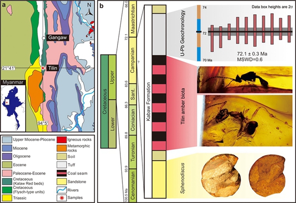 High niche diversity in Mesozoic pollinating lacewings