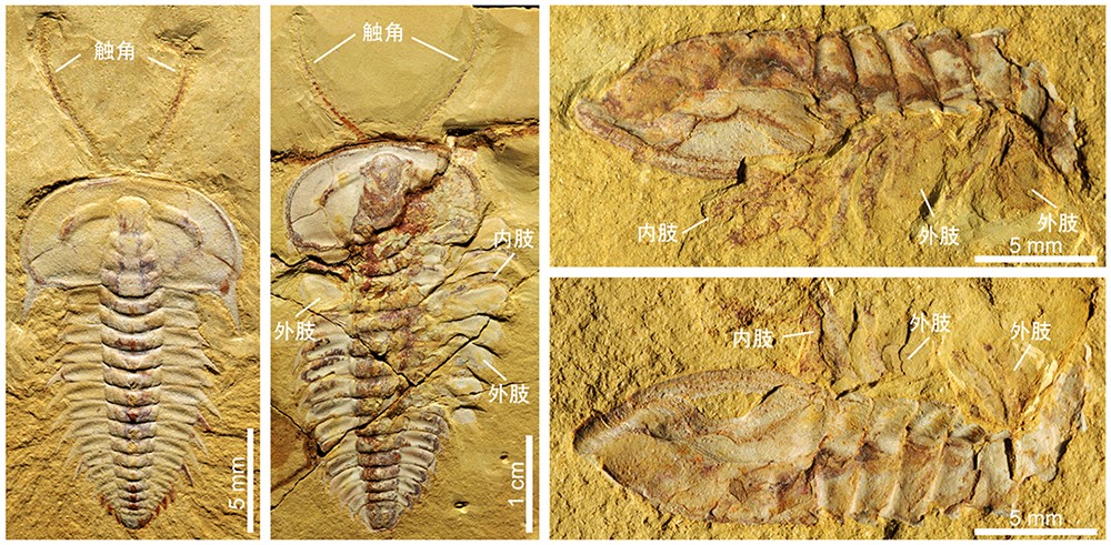 Appendages of an early Cambrian trilobite support mandibulate